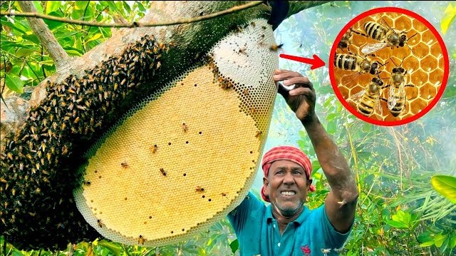 মধু সংগ্রহ